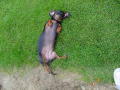 wizzer