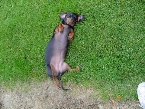 wizzer